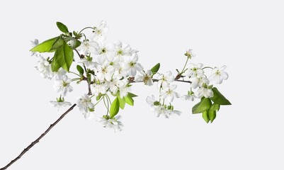 cherry bloom branch, spring concept