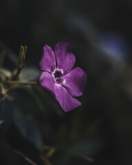 Fototapeta na wymiar flower of a flower