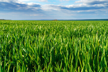 agricultural field with young green wheat sprouts, bright spring landscape on a sunny day, blue sky as background