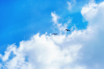 birds flying high in the sky, bright sunlight through the clouds
