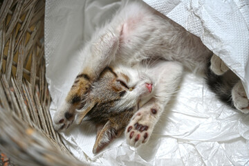 Turkish stray kitten. Homeless kitten. Istanbul Turkey,	
