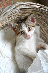 Fototapeta na wymiar Turkish stray kitten. Homeless kitten. Istanbul Turkey, 