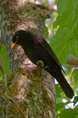 The common blackbird (Turdus merula) is a species of true thrush.