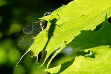 Dragonfly and his shadow on a leaf of sycamore.