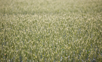 Field of grain in a summer day