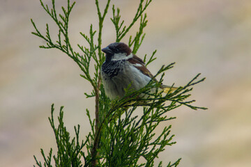 Little bird sitting at the tree
