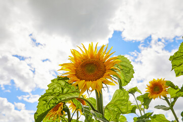 sunflower close-up on the field of an agricultural company
