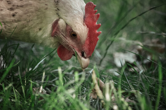 Free Roaming White Chicken Picking And Eating Grass