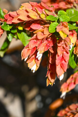 Justicia brandegeeana, the Mexican shrimp plant, shrimp plant or false hop, is an evergreen shrub in the genus Justicia of the acanthus family Acanthaceae, native to Mexico, and also naturalized in Fl