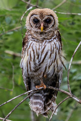 Owl in the woods