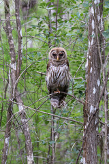 Owl in the woods