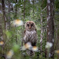 Owl in the woods