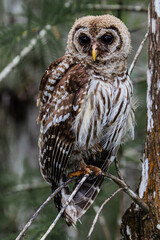 Owl in the woods
