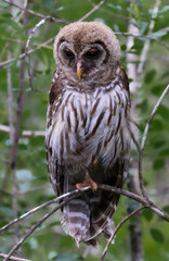 Owl in the woods