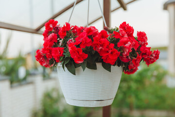 Baskets with hanging petunia flowers on the veranda. Petunia flower in a hanging pot. pink petunia