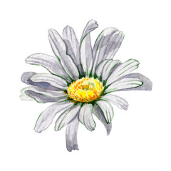 Flower white chamomile watercolor. Medical green herbal plant. Hand drawn illustration isolated on white background. Field daisy bud. Vintage flowers.