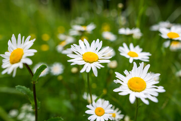 Chamomile flower field. Camomile in the nature. Field of camomile at sunny day at nature.