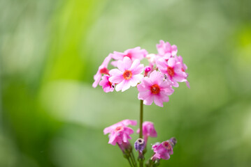 Fototapeta na wymiar Pink flowers with green bokeh full summer