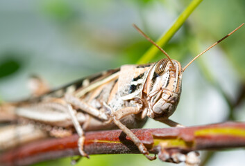 grasshopper on a leaf
