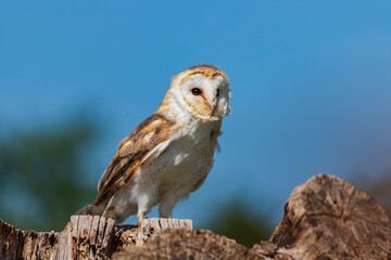 Barn Owl - most widely distributed species of owl in the world - Tyto alba