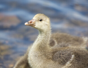 Baby Swann in blue lake