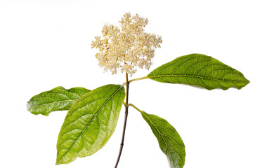 Macro detail of the branch of a Viburnum Plicatum with flower isolated on white