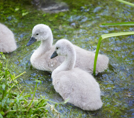 Bothers swans in a pond