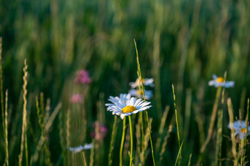 FLOWER,TREE,PLANTS,ANIMALS, LANDSCAPE, insect