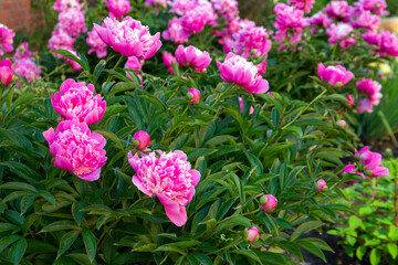 Lush pink peonies blooming in a flower bed. Perennial flowers, landscape design.