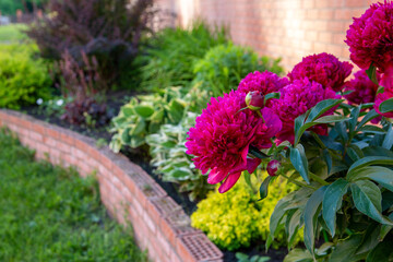 Fototapeta na wymiar Lush burgundy peonies among other perennials in a flower bed.. Perennial flowers, landscape design.