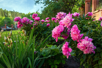 Lush pink peonies blooming in a flower bed. Perennial flowers, landscape design.