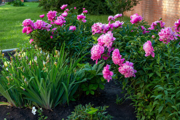 Lush pink peonies blooming in a flower bed. Perennial flowers, landscape design.