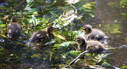 Three ducklings swimming happily in a pond