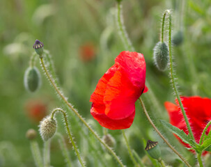 Poppies in a flower field in summer