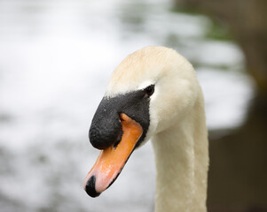 Obraz premium Close up of swan on a lake