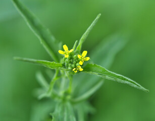 In nature, as a weed grows sisymbrium officinale