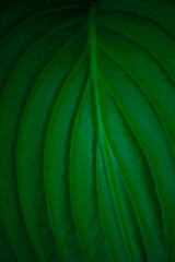 Background texture of a large green leaf