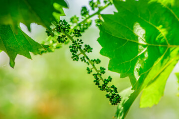 Fototapeta na wymiar Green brush of unripe grapes close-up on a green blurred background