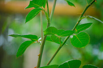 Rose stem with thorns and green leaves close-up, green blurred background