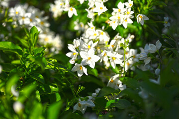 white flowers in the forest