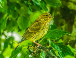 Siskin