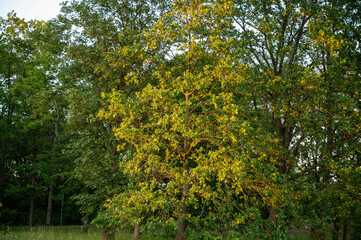 Fototapeta premium FLOWER,TREE,PLANTS,ANIMALS, LANDSCAPE