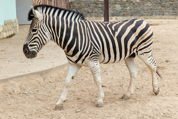 Fototapeta na wymiar Zebra is walking on a sandy road.
