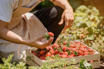 Farmer is holding a wooden box full with delicious strawberries. .
