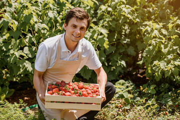 Farmer is holding a wooden box full with delicious strawberries. .