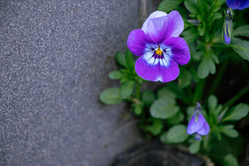 Blooming blue violet in a pot. Spring blooming flowers. Home flowers. Gardening