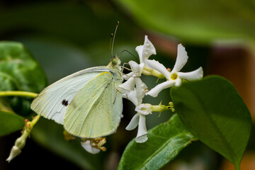 papillon citron © lefalherjeanluc