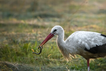 Fototapeta premium White stork, Ciconia ciconia, and slow worm, Anguis fragilis, in a meadow in the Carpathians. The stork eats slow worm. White stork ecosystem, colorful flower meadow. The white stork eats its prey
