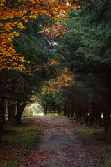 Spazierweg im Mischwald an einem feuchten Tag im Herbst 