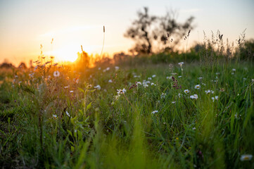 flower, kwiat, Sommer, lato , colori, macro, natura, łąka © Romek